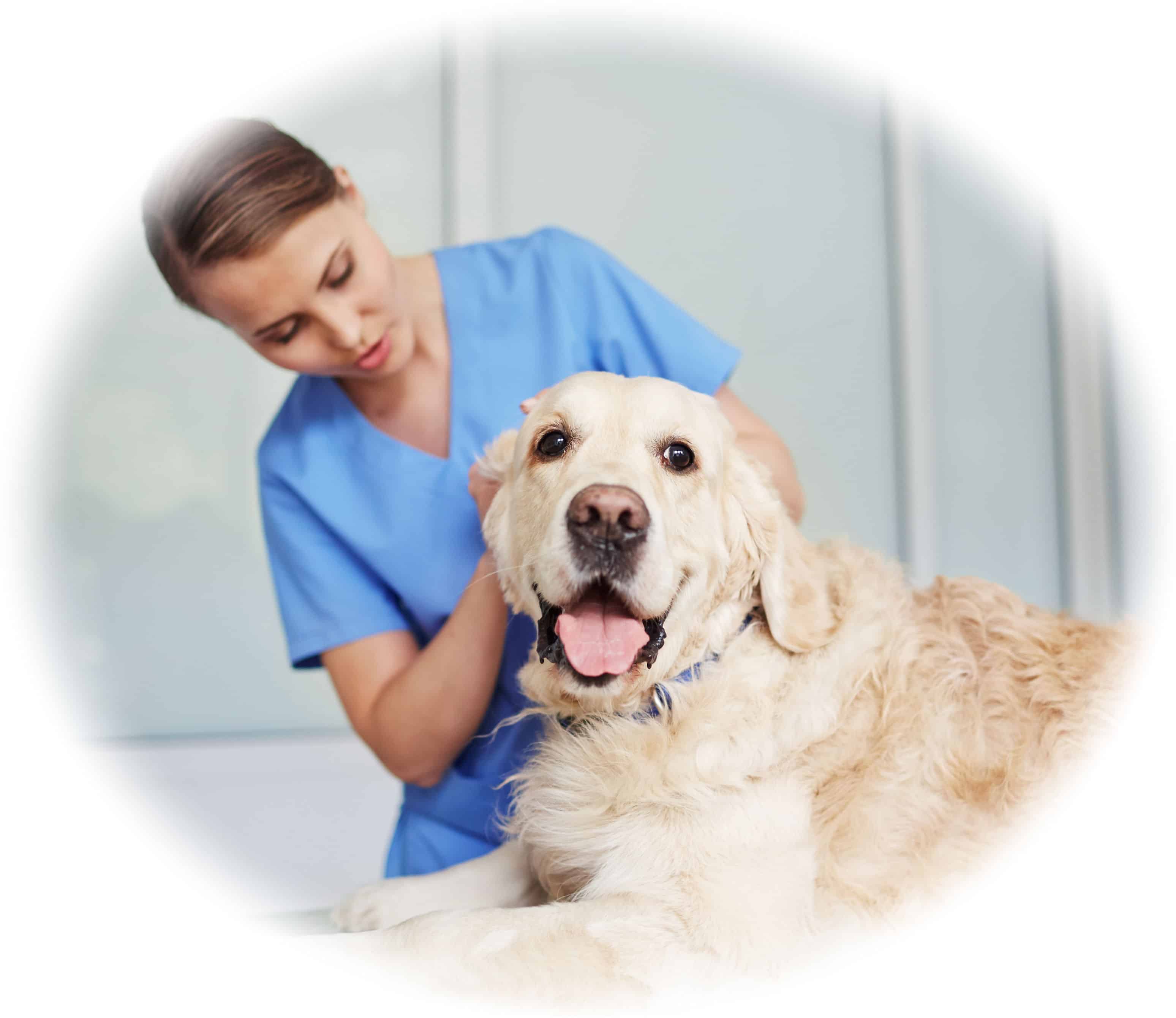 what are the entry requirements for veterinary nursing