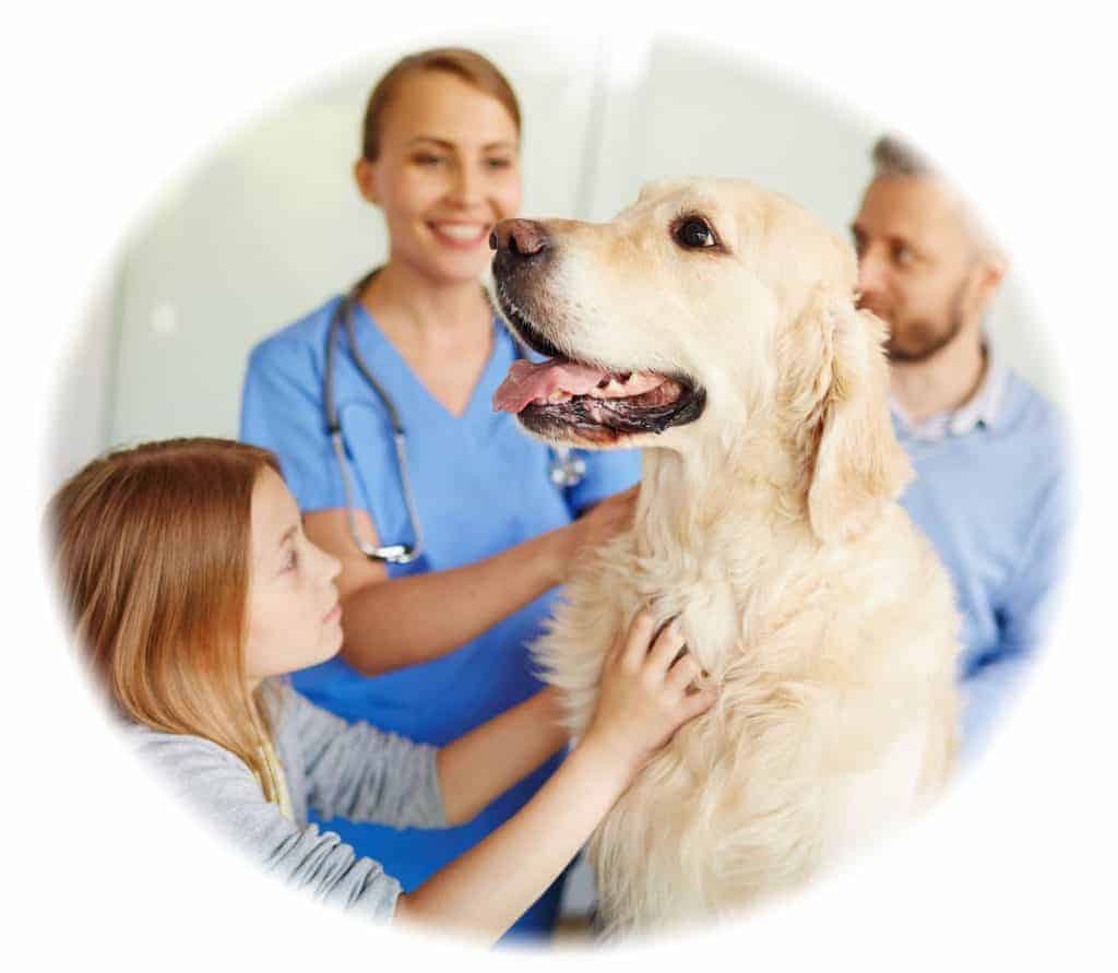 ACM40418 Certificate IV in Vet Nursing Course Online & Oncampus Perth