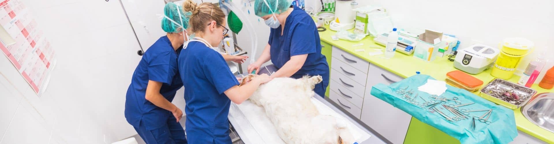 Veterinary Nursing - speciality