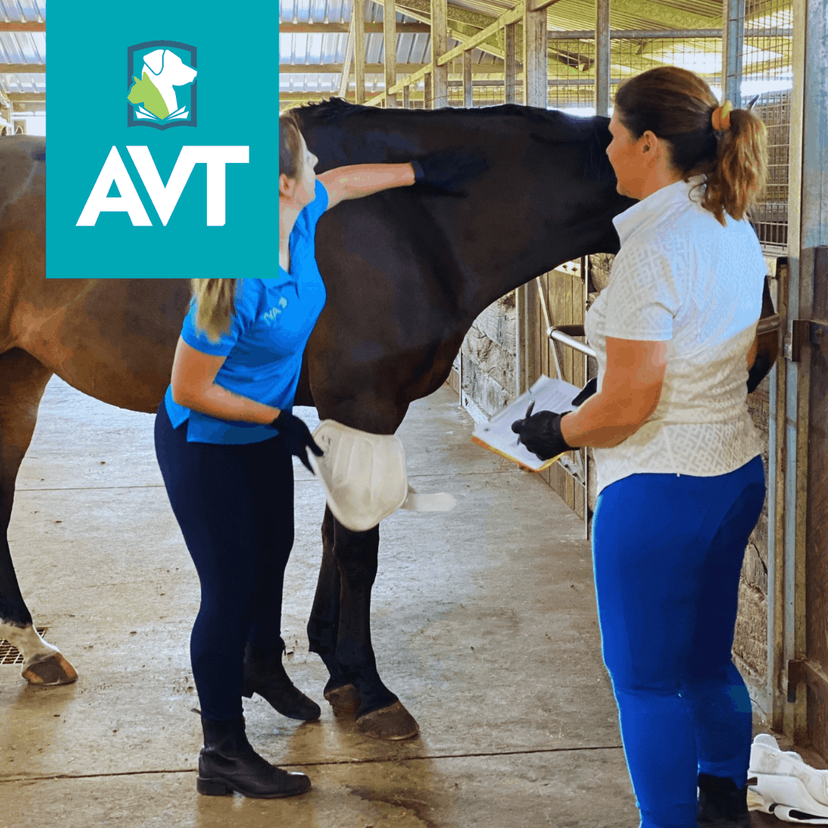 ACM20217 Certificate II in Horse Care Equine Course AVT