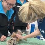 Speciality veterinary nursing in Australia