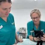 what course do I need to be a vet nurse in australia