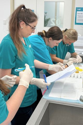 What to do to become a vet nurse in Perth