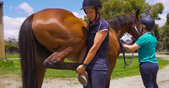 short course overview avt equine vet nursing