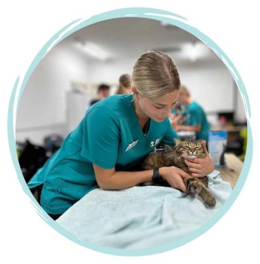 AVT internship veterinary nursing program