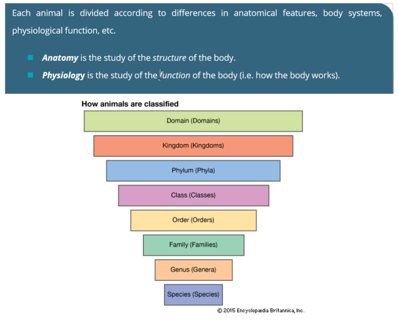 <span style="font-size: 12pt;"><em><strong><span style="color: #00b6c8;">Read the following information to answer questions 4-6</span></strong></em></span><br><br><span style="font-size: 14pt;"><strong>Classifying organisms</strong></span><br><br>To understand how different organisms are related, scientists have classified (grouped) every known living organism on Earth. This includes all plants, animals and bacteria. This branch of science is known as taxonomy.<br><br>Organisms are grouped together into taxa on the basis of shared characteristics, and these groups are then ranked, thus creating a hierarchy. The more features that are shared in common between animals, the more specific the grouping is. There are several methods used to classify organisms, but the most well known ranking, from most broad to most specific, are: domain &gt; kingdom &gt; phylum (division in plants) &gt; class &gt; order &gt; family &gt; genus &gt; species. There can be several sub-phyla, sub-species, etc. within each group as well. People use various mnemonics to remember this order of ranking, so we suggest you look one up to help you remember! One example is given below:<br><br><em>&ldquo;Dear King Philip Came Over From Great Spain&rdquo;</em><br><br><strong><span style="font-size: 14pt;">The animal kingdom</span></strong><br><br>Animals belong to a number of different groups within the animal kingdom.<br><br><span style="font-size: 12pt;"><strong>Phylum</strong></span><br><br>The animal kingdom is divided into 40 smaller groups, known as phyla. Here, animals are grouped by their main features. Most animals fall into one of five different phyla which are: Chordata (vertebrates), Cnidaria, Arthropods, Molluscs and Echinoderms (invertebrates).<br><br>Some example phyla:<br><br>
<ul>
<li>Nematoda: Nematodes are round-bodied worms, including many of the endoparasites found in humans and animals.</li>
<li>Arthropoda: Arthropods are insects, animals that have an exoskeleton.</li>
<li>Mollusca: Molluscs include a large number of aquatic species (shellfish), slugs and snails.</li>
<li>Cnidaria: Invertebrates (animals with no backbone) such as starfish and jellyfish.</li>
<li>Chordata: includes the subphylum vertebrata, or vertebrates (animals that have a backbone), such as mammals, birds, fish, amphibians and reptiles.</li>
</ul>
<br><span style="font-size: 12pt;"><strong>Class</strong></span><br><br>The phylum group is then divided into even smaller groups, known as classes.<br><br>The Chordata (vertebrates) phylum divides into:<br>
<ol>
<li>Mammalia (Mammals)</li>
<li>Aves (Avian: Birds)</li>
<li>Amphibia (Amphibians)</li>
<li>Reptilia (Reptiles)</li>
<li>Fish:</li>
</ol>
<ul>
<li>Agnatha (Jawless fish: the hagfish and lampreys)</li>
<li>Chondrichthyes (Cartilaginous fish: sharks and rays)</li>
<li>Actinopterygii (Bony fish: most fish fall under this category)</li>
</ul>